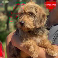 Bartolomeo, cane da adottare