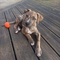 IKO, chiot mâle Berger Créole, chien à adopter