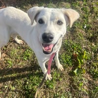 LILOU Berger Créole Femelle adulte, chienne à adopter
