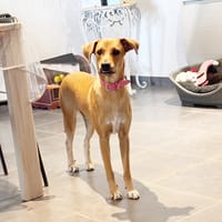CHOUPY, Mâle berger créole junior, chien à adopter