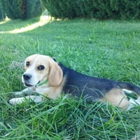 VENOM, chien à adopter