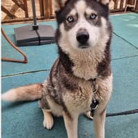SHIVA, chienne à adopter