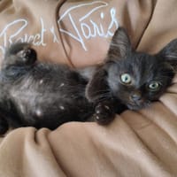 MERCREDI, chatte à adopter