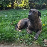 RUBY, chienne à adopter