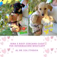 Rina e Rosy, cane femmina da adottare