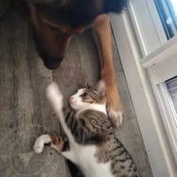 MINNIE, chat à adopter