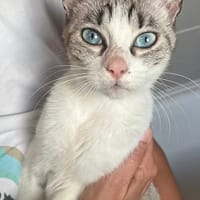 CELESTE, chatte à adopter