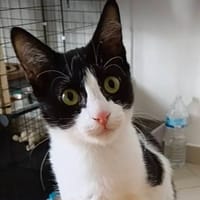 NOOMI, chatte à adopter