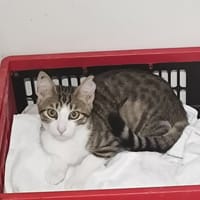 BELLA, chatte à adopter