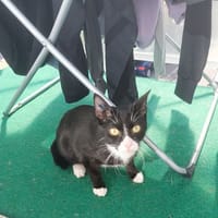 MILO, chat à adopter
