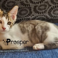 PROSPER, chat à adopter