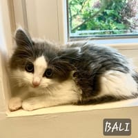 Bali, chatte à adopter