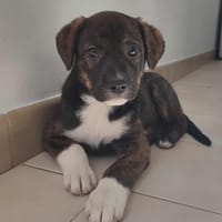 Augustina, chienne à adopter