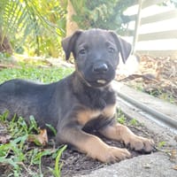 KOALY, chiot femelle Berger Créole, chienne à adopter
