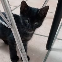 ASLAN, chat à adopter