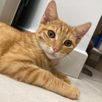 PHEBUS, chaton mâle type européen, chat à adopter
