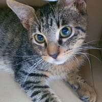 SHAKER, chaton mâle type européen, chat à adopter