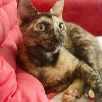 SPHINXY, chat femelle européen, chatte à adopter