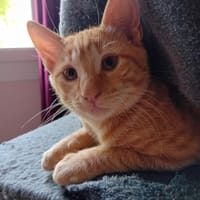 DINO, chat à adopter