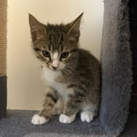 COSMO, chat à adopter