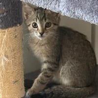 VÉGA, chat à adopter