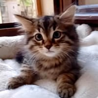 TOBBY, chat à adopter