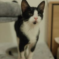 Lilo, chat à adopter