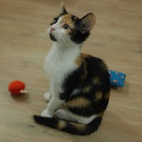 Pita, chatte à adopter