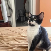 Milo, chat à adopter