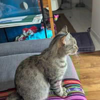 Nala, chatte à adopter