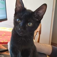 Audrey, chatte à adopter