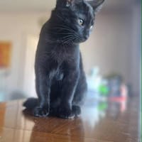 Alienor, chatte à adopter