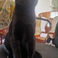 Ana, chatte à adopter