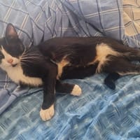 Azeline, chatte à adopter