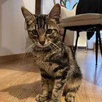 Zazou, chat à adopter