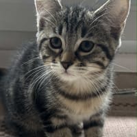 Kira, chatte à adopter