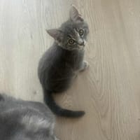 Malo, chat à adopter