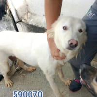 Zitra, cane femmina da adottare