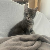Pito, chat à adopter