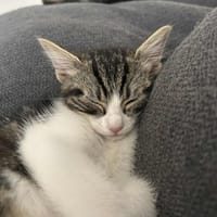 Willow, chatte à adopter