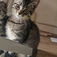 Sky, chat à adopter