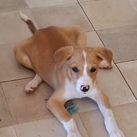 ZÉLIE, chiot femelle Berger Créole, chienne à adopter