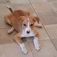 ZÉLIE, chiot femelle Berger Créole, chienne à adopter