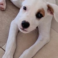 ARCHIE, chiot mâle Berger Créole, chien à adopter