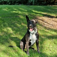 TILOUP Croisé Labrador, chien à adopter