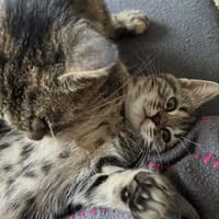 Chico, chat à adopter