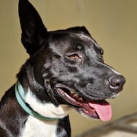 TILOUP Croisé Labrador, chien à adopter