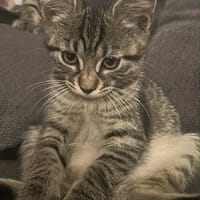 Mathilde, chatte à adopter