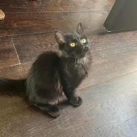 Brasil, chat à adopter