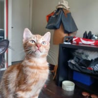 Rio, chat à adopter